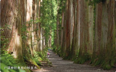 戸隠神社奥社の杉並木