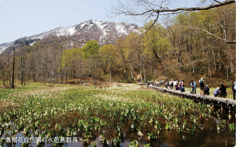 奥裾花自然公園の水芭蕉群落